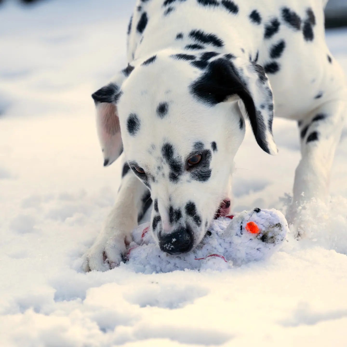 Shawn the Snowman