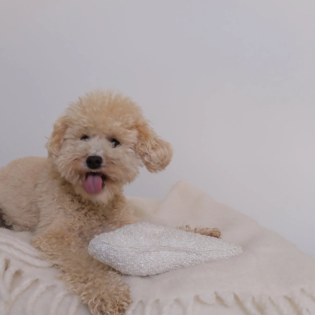 Cloud Toy