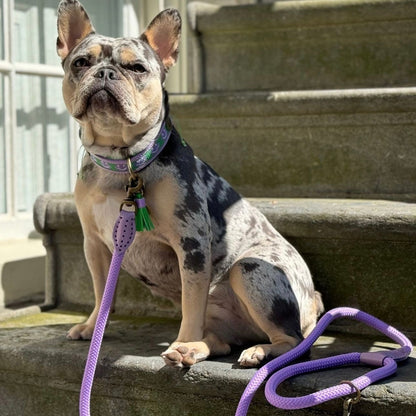 Correa para perros Purple Rain