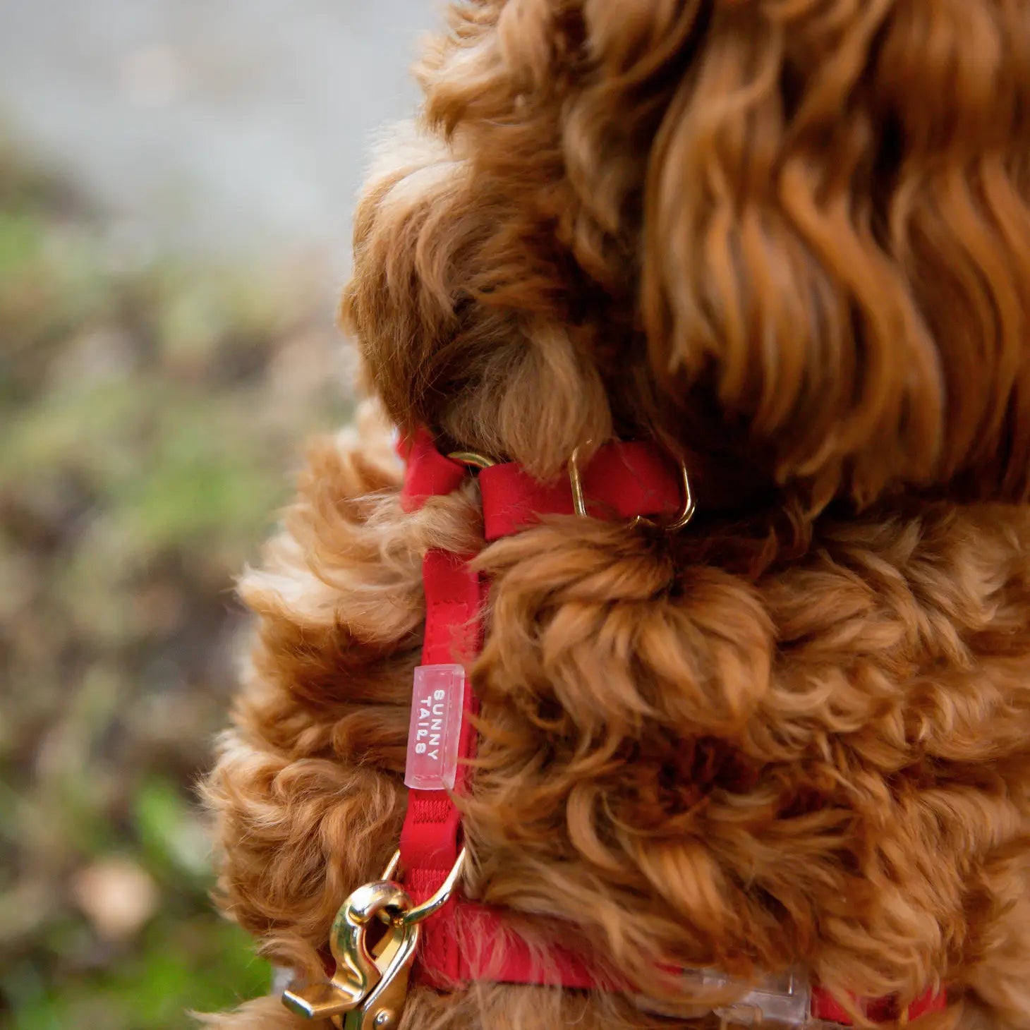 Arnés impermeable para perros - Rojo cereza