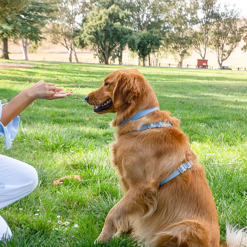 Arnés impermeable para perros - Azul malibú