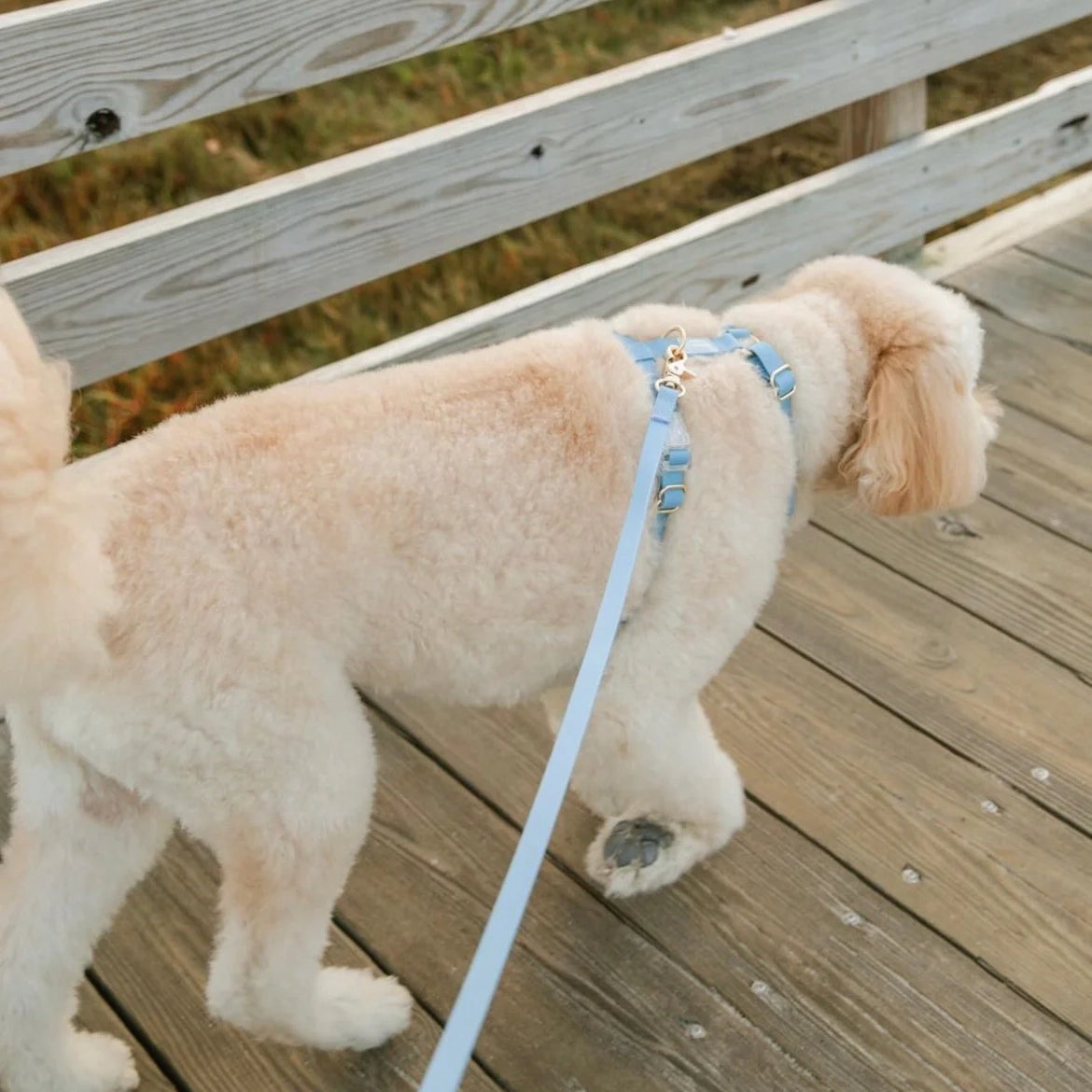 Arnés impermeable para perros - Azul malibú