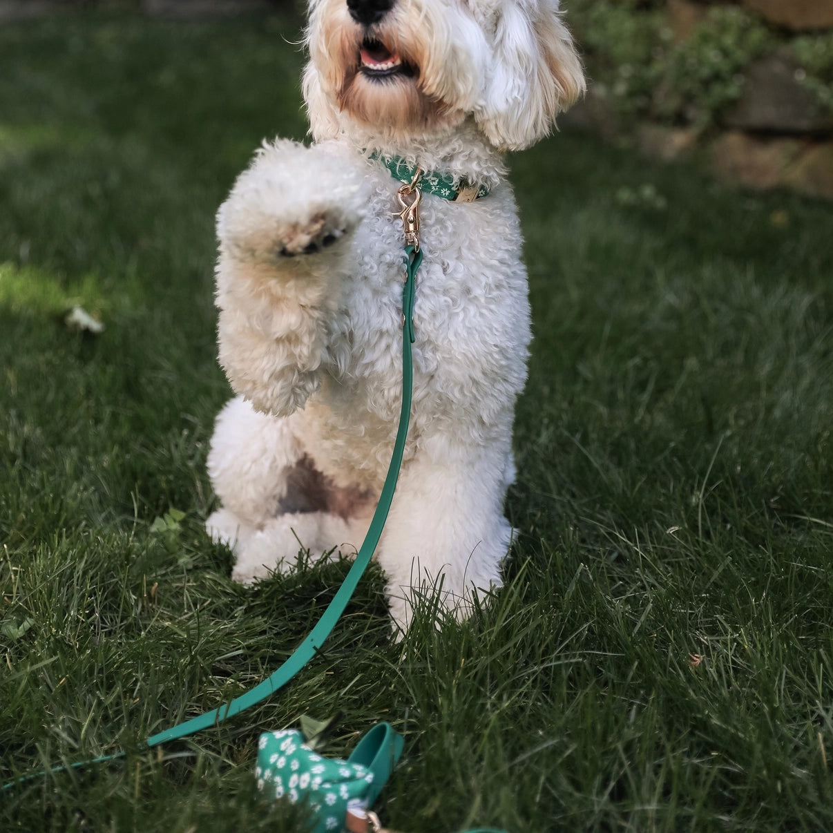 Correa impermeable para perros - Verde prado