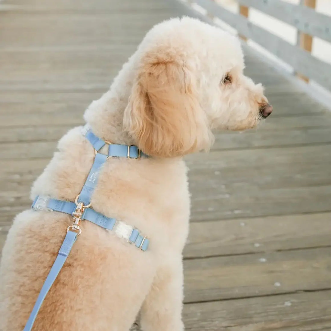 Arnés impermeable para perros - Azul malibú