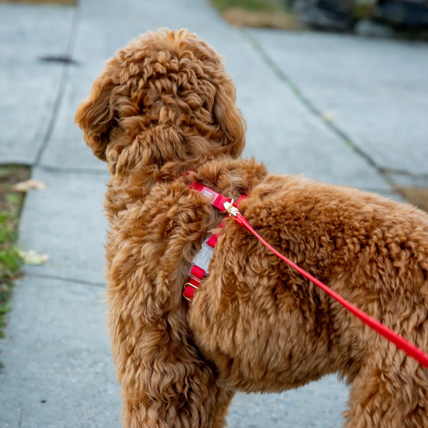 Arnés impermeable para perros - Rojo cereza