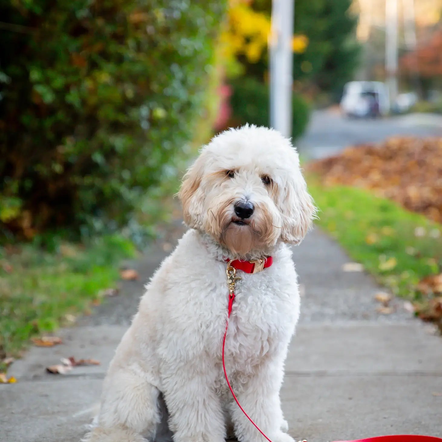 Collar de perro impermeable - Rojo cereza