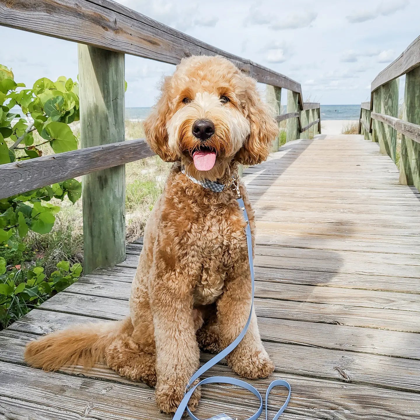 Collar de perro impermeable - Malibu Blue Gingham