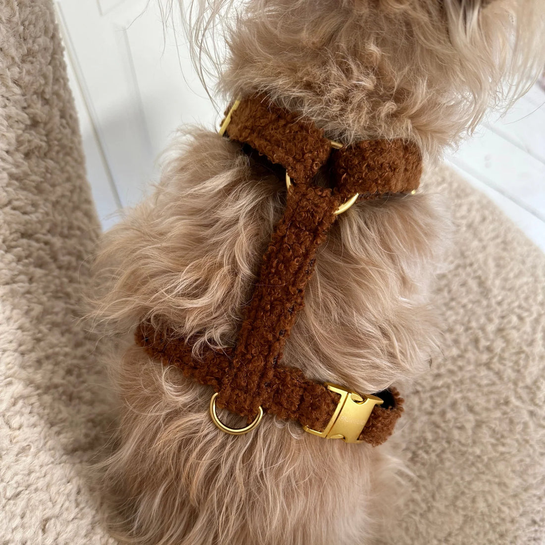 Harness Teddy - Caramel