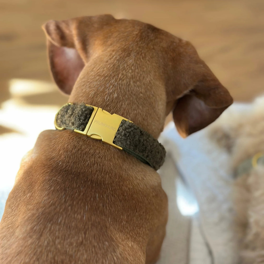 Collar Teddy - Olive