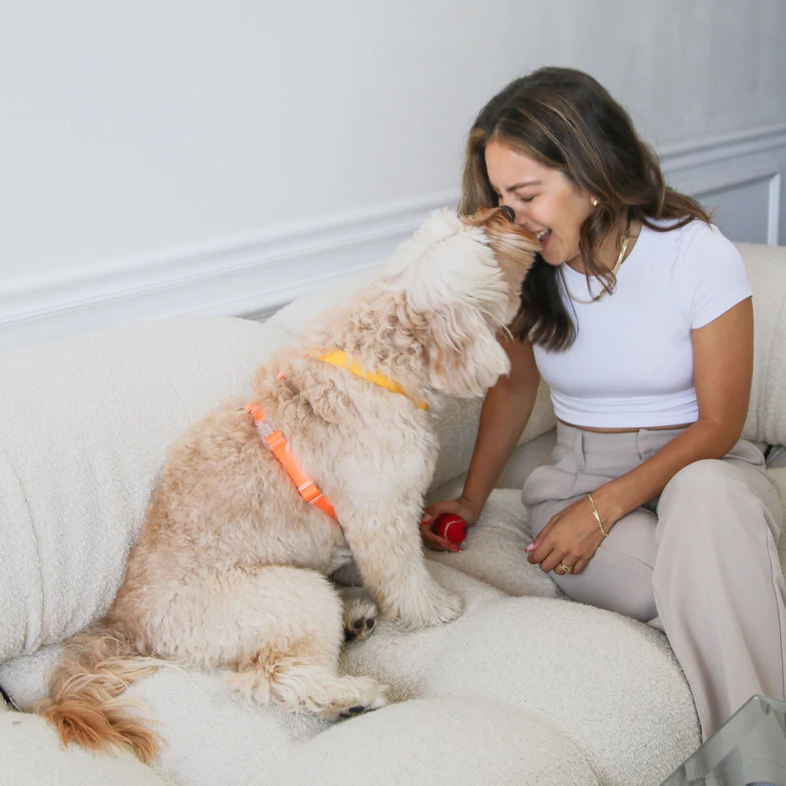 Dog Harness - Golden Hour