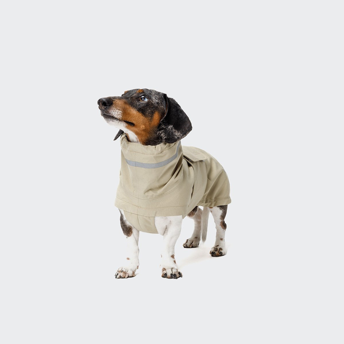 Cloud7 Impermeable DACHSHUND - Hamburgo Marfil