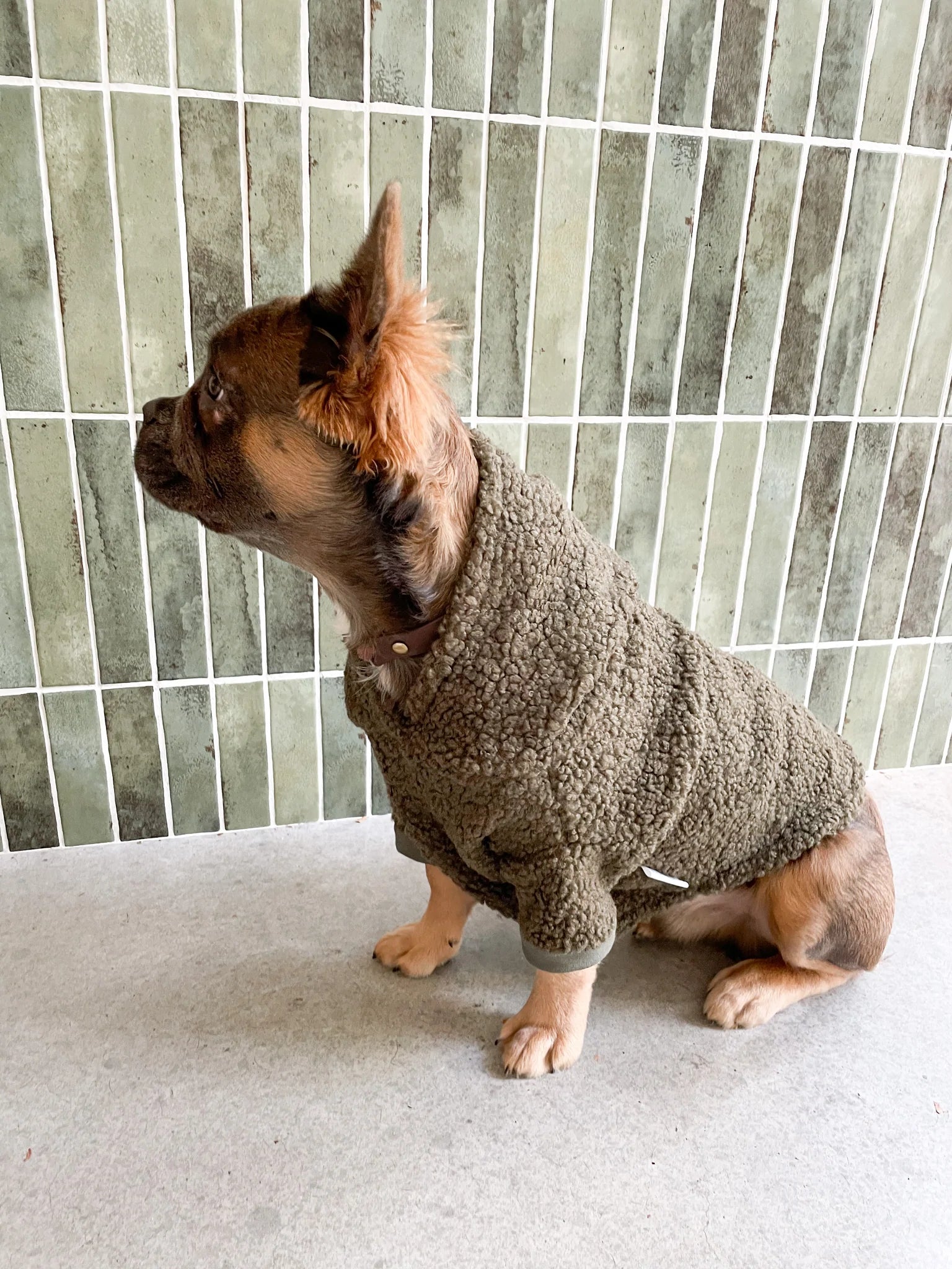 Jersey para perro - Khaki Teddy