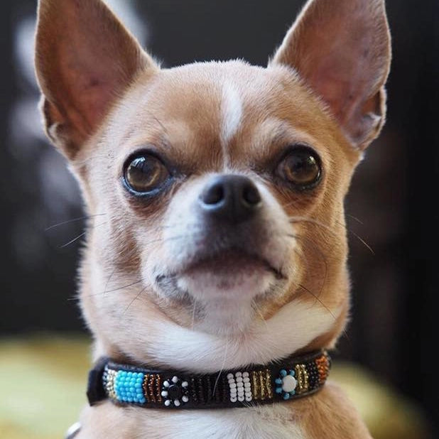 Collar de perro con cuentas - Zoé