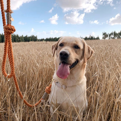 Rope Leash - Orange Crush