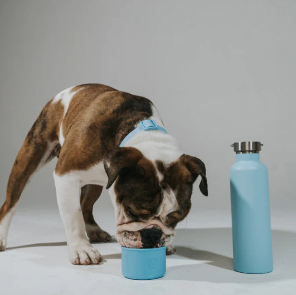 Bouteille de voyage isotherme Dog & Me - Bleu ciel