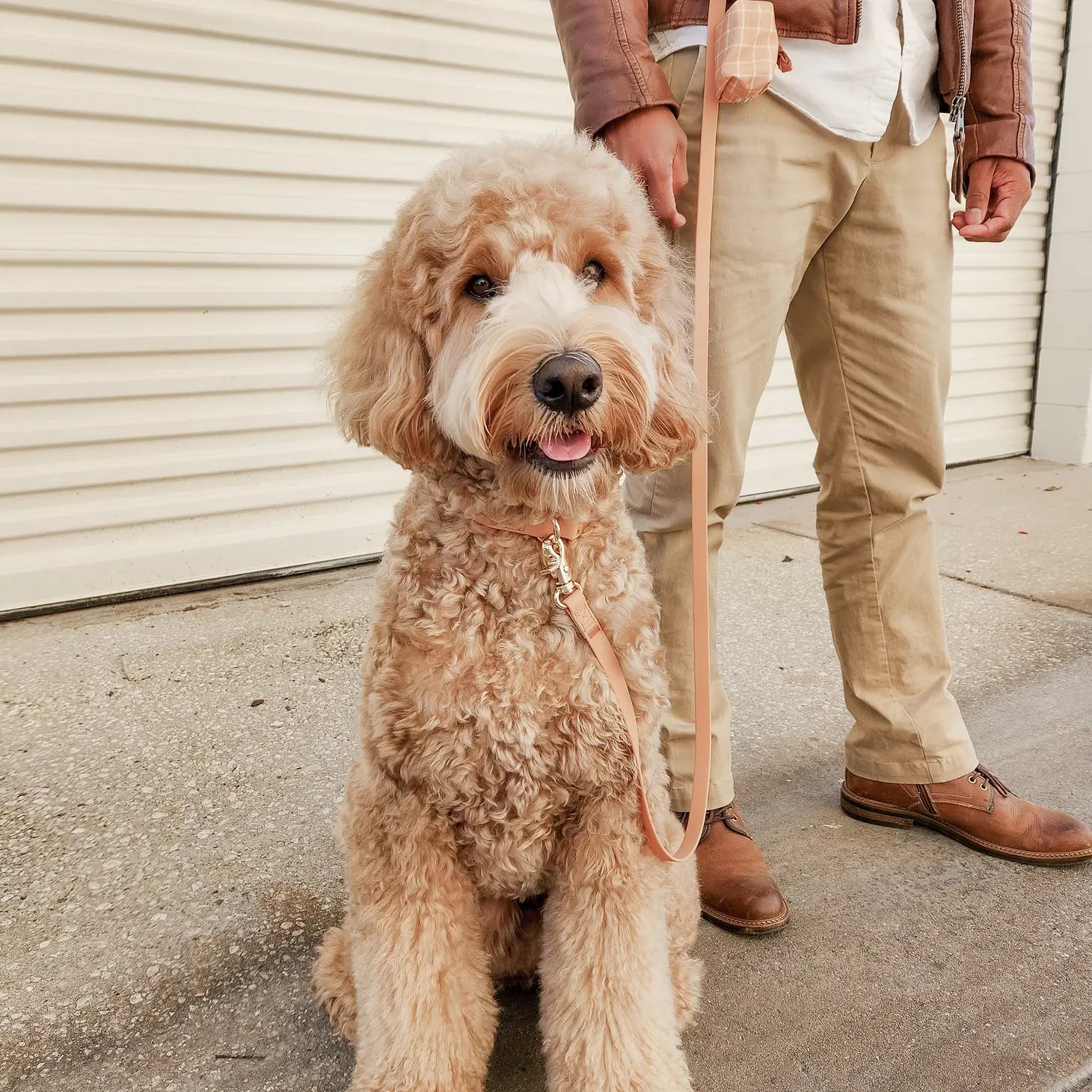 Laisse mains libres convertible 4 en 1 pour chien - Chai Brown