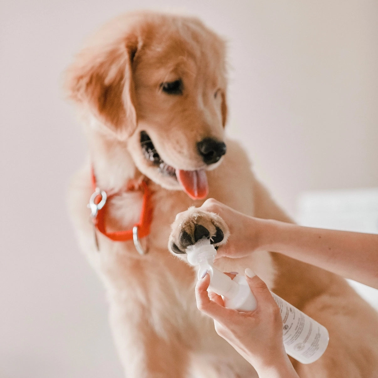 Nettoyant pour pattes aux acides aminés (en forme de cœur)