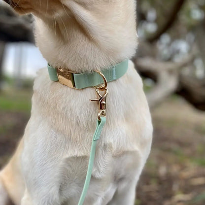 Collier imperméable pour chien - Vert pistache