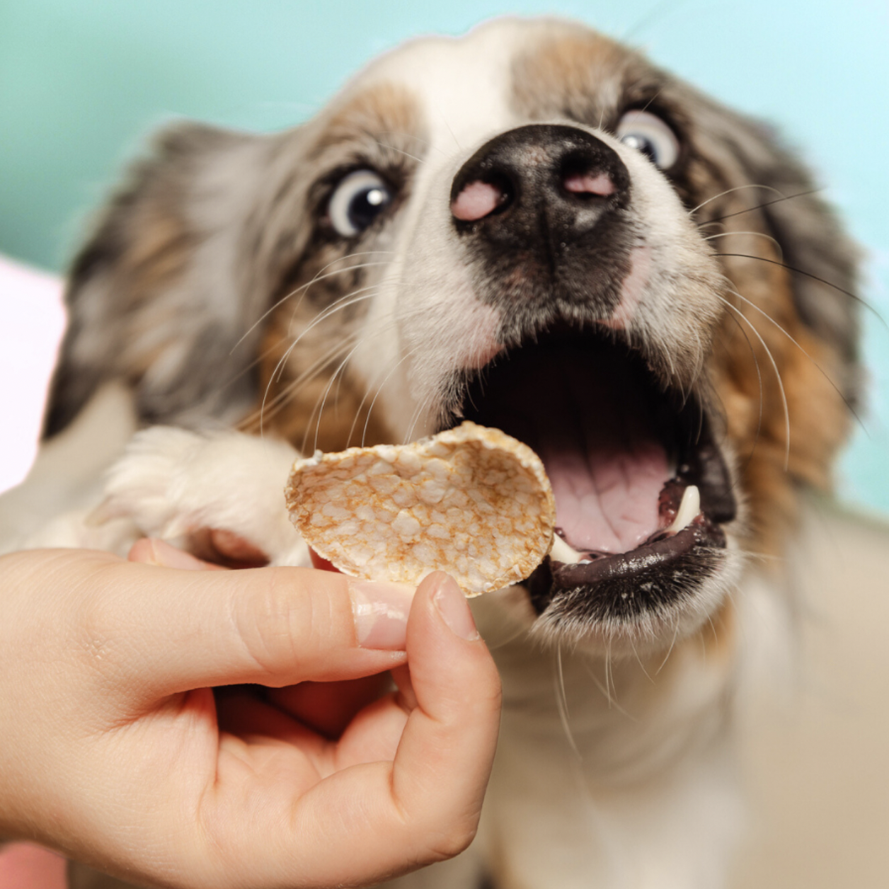 Dog Pops | Champignons et romarin