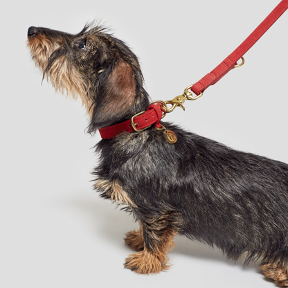 Cloud7 Dog Collar Tiergarten - Cherry Red