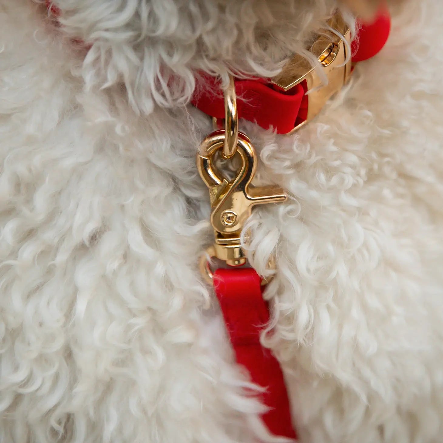 Collier imperméable pour chien - rouge cerise