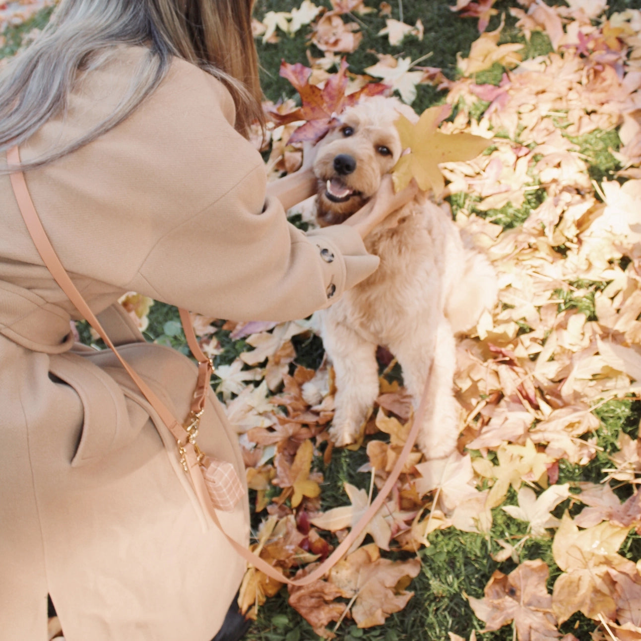 Laisse mains libres convertible 4 en 1 pour chien - Chai Brown