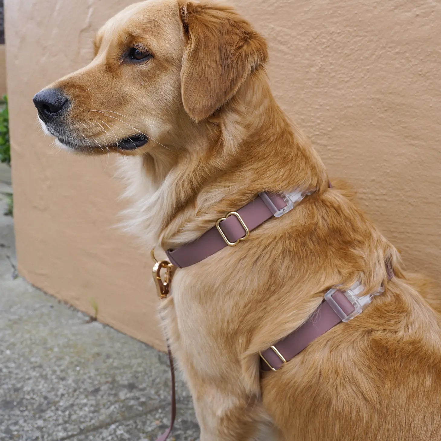 Harnais imperméable pour chien - Espresso Brown