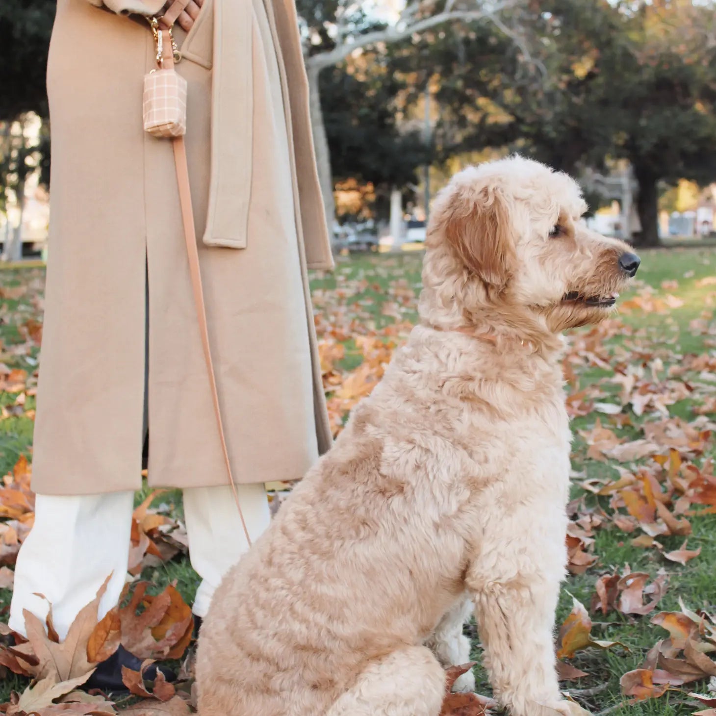 Laisse mains libres convertible 4 en 1 pour chien - Chai Brown