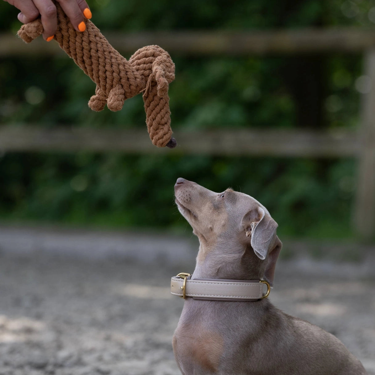 Diego Dachshund