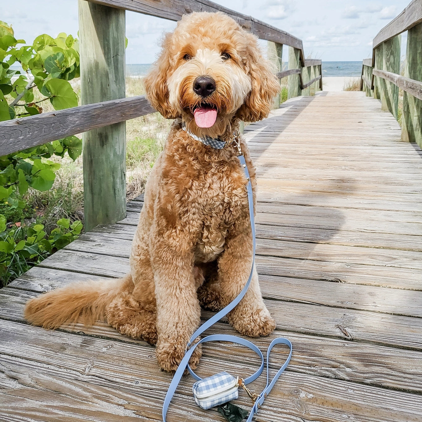 Laisse imperméable pour chien - Malibu Blue