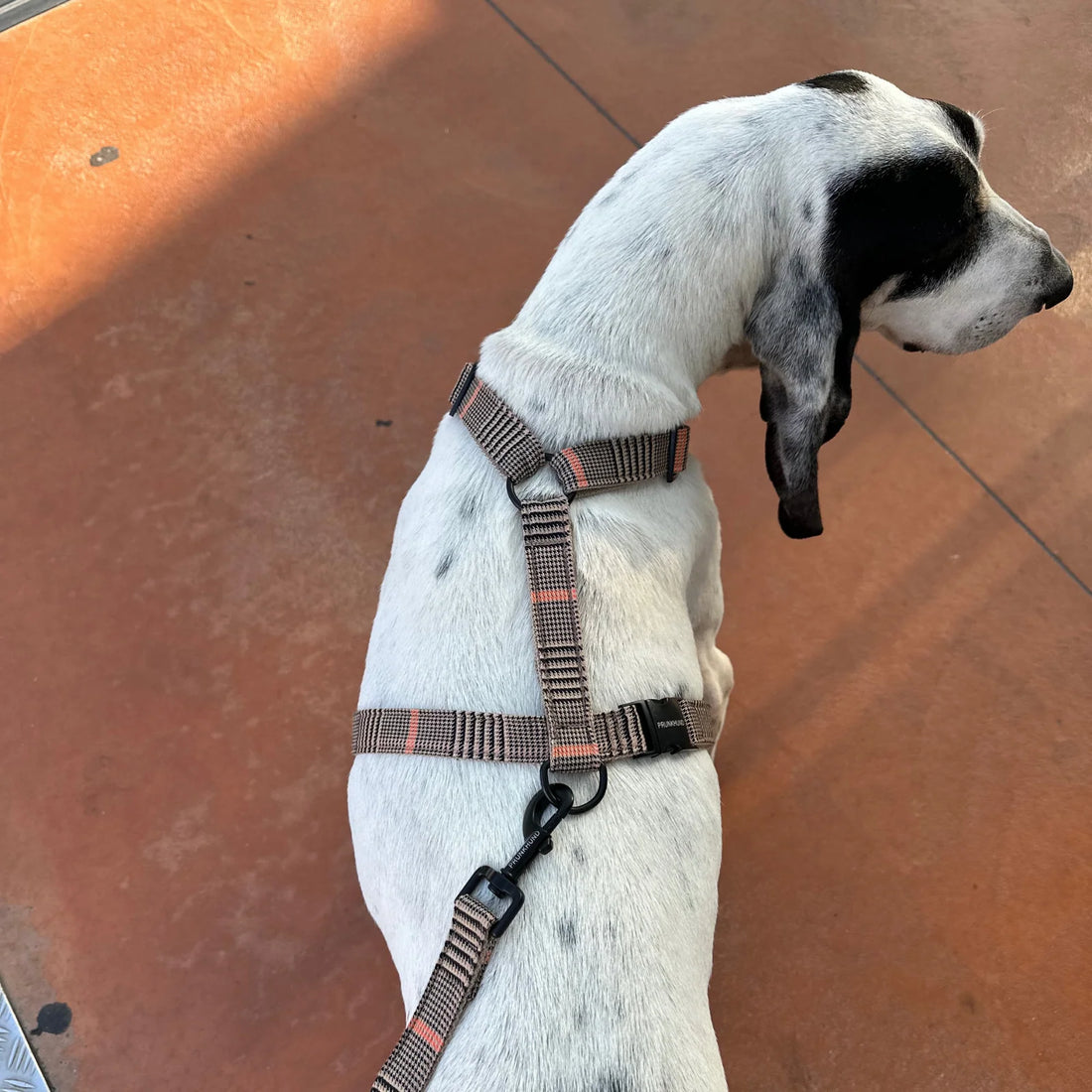Leash Urban