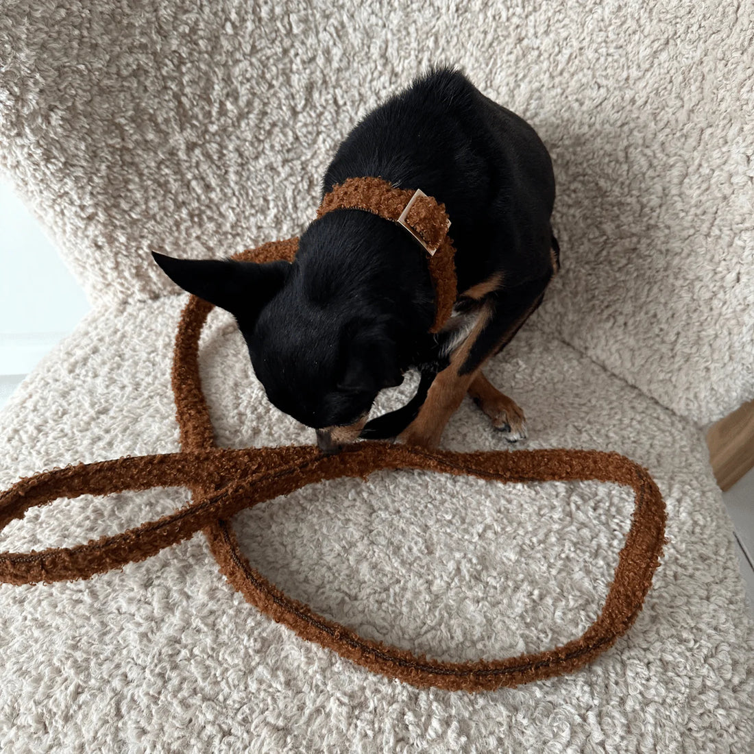 Leash Teddy - Caramel