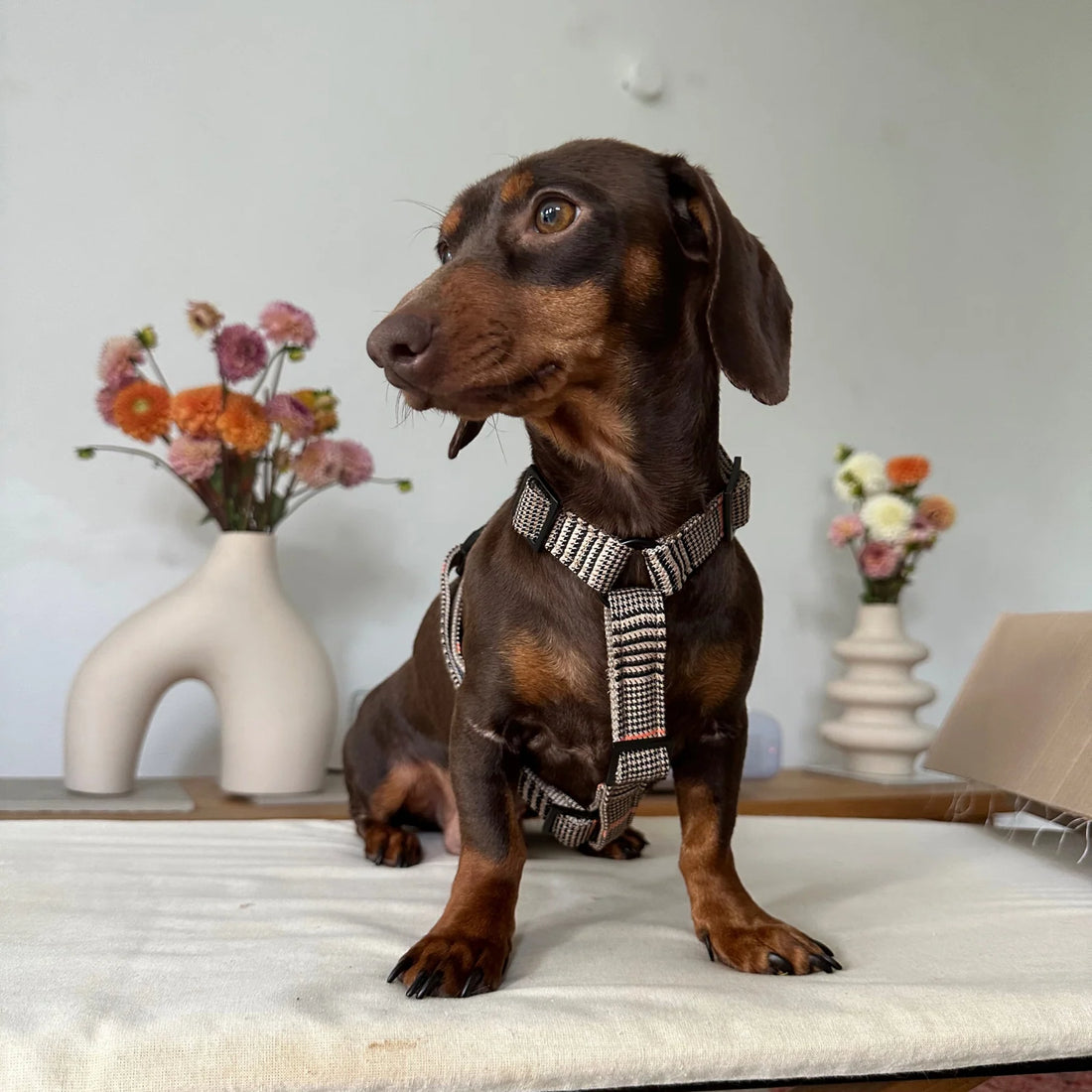 Harness Urban