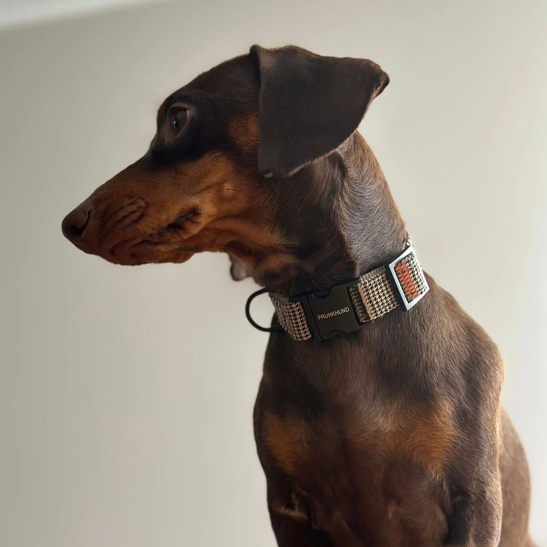 Collar Urban