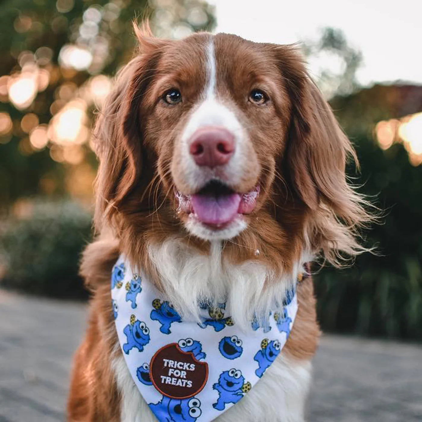 Tricks for Treats Badge