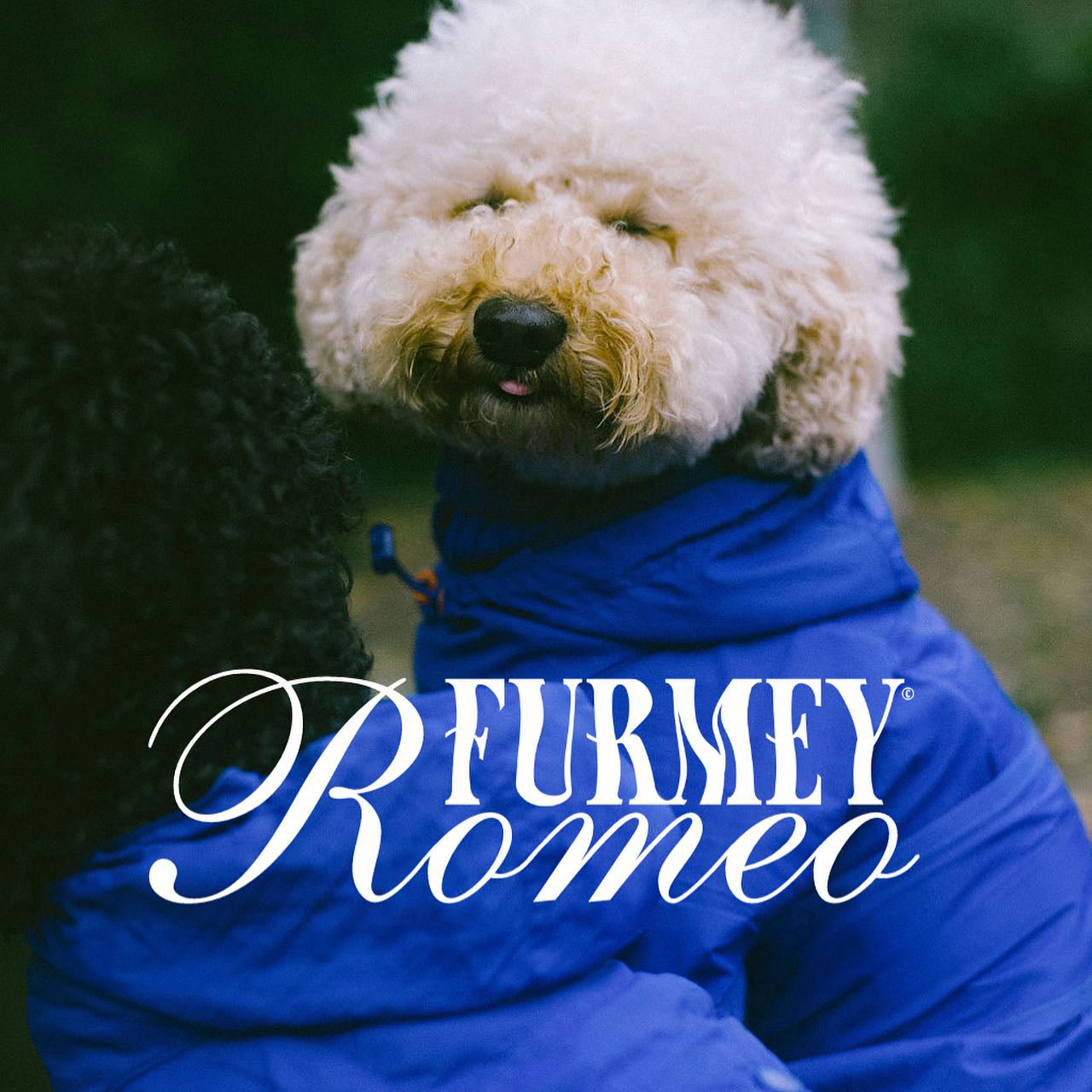 Romeo Regenjas - Elektrisch Blauw