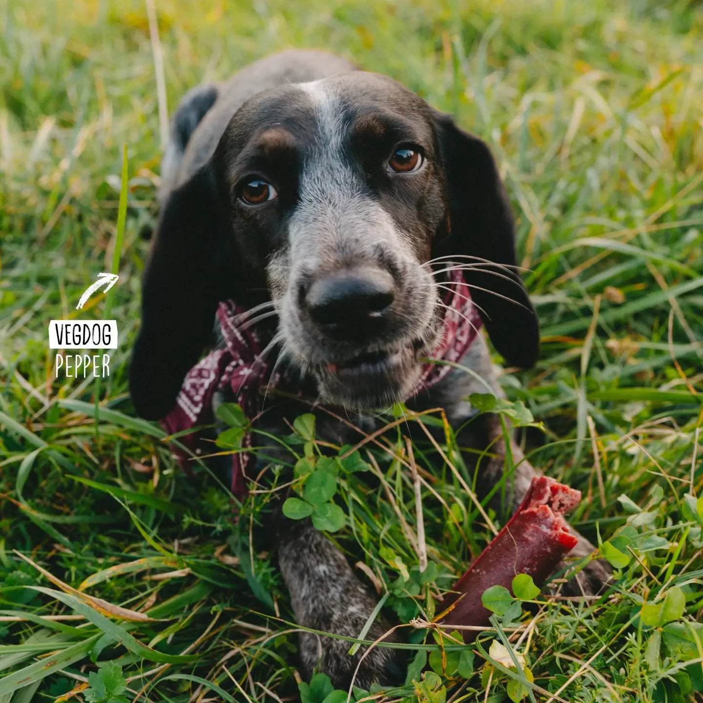 VEGDOG - Chevvies Xl