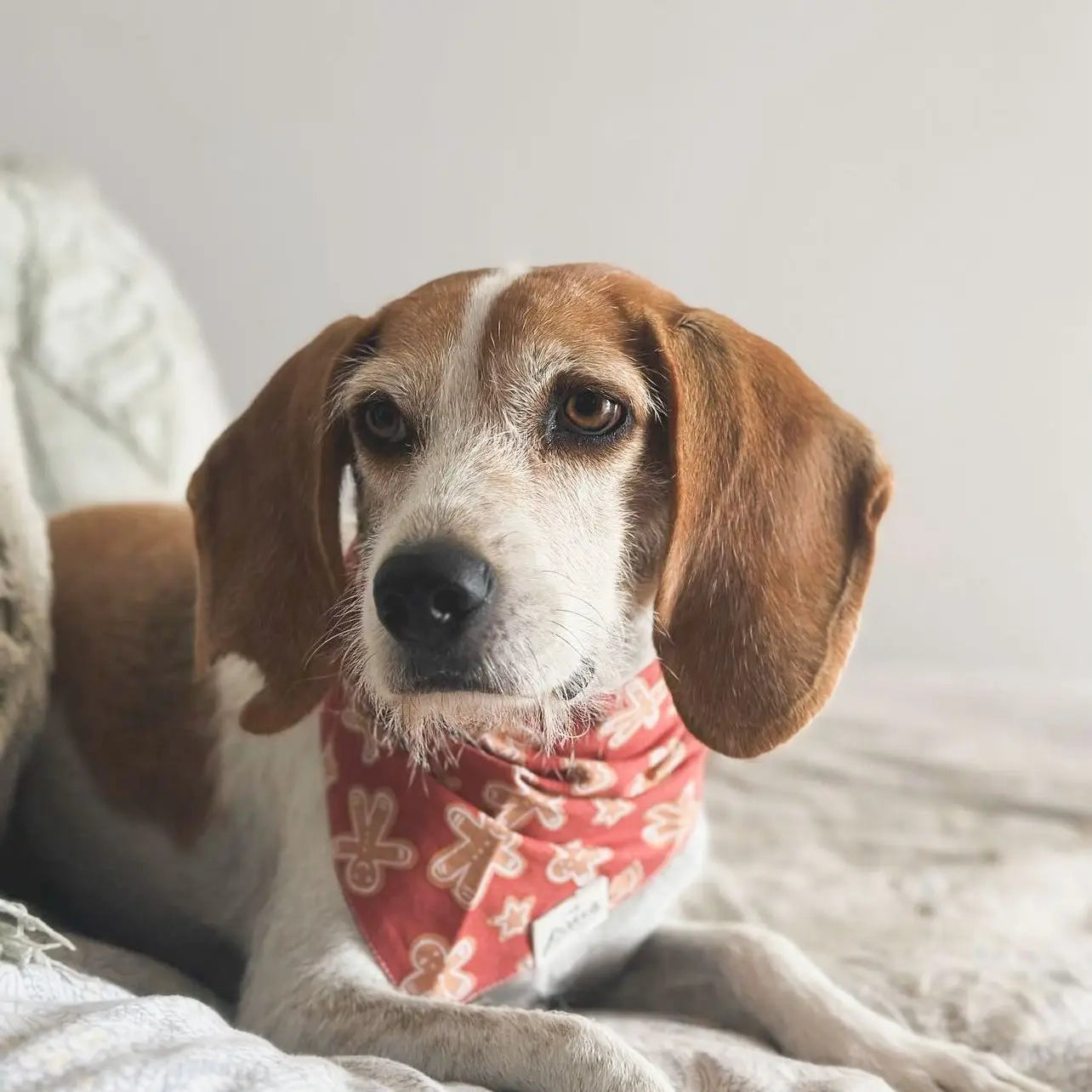 Spice Christmas Bandana