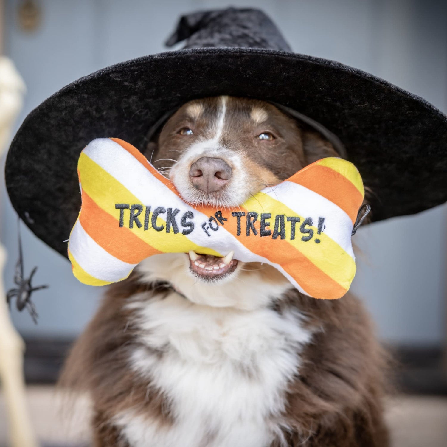 Tricks for Treats Bone