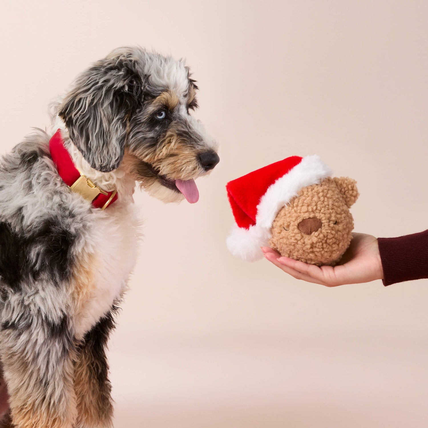 Santa Teddy Bear 2-in-1 Bounce Dog Toy