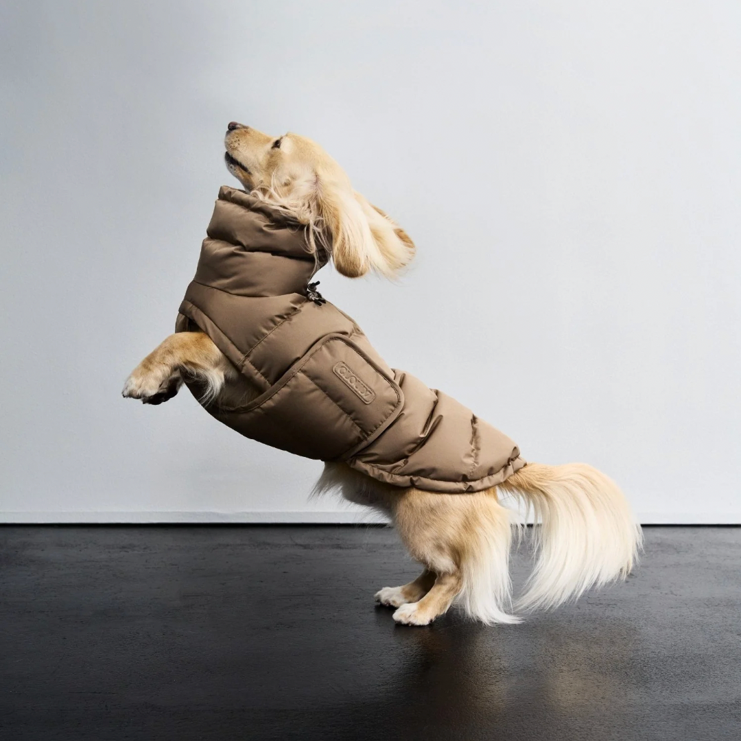 Cloud7 Winter Coat Alaska DACHSHUND - Sandy Brown
