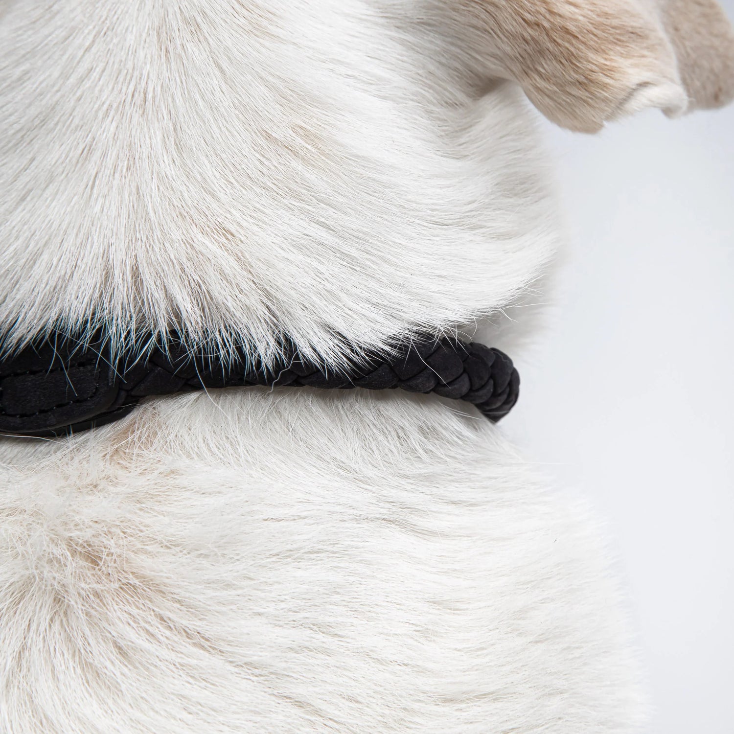 Cloud7 Dog Collar Ravello - Black