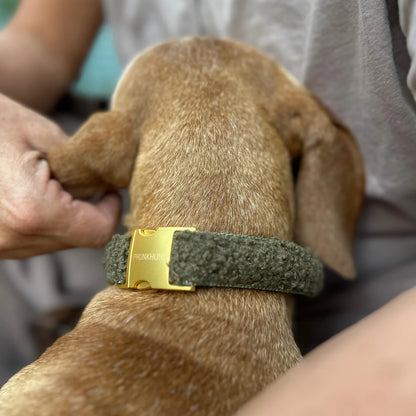 Collar Teddy - Olive