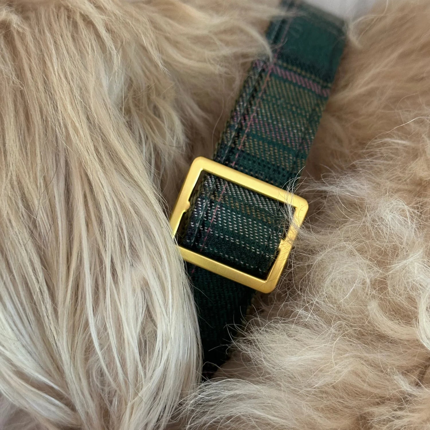 Collar Tartan