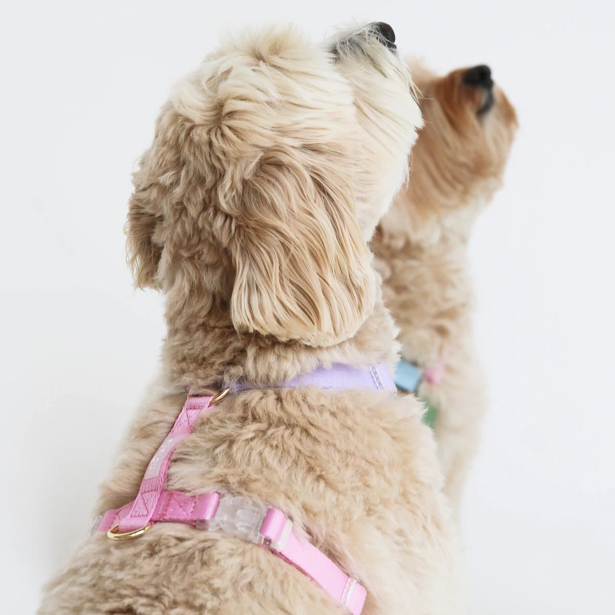 Dog Harness - Unicorn