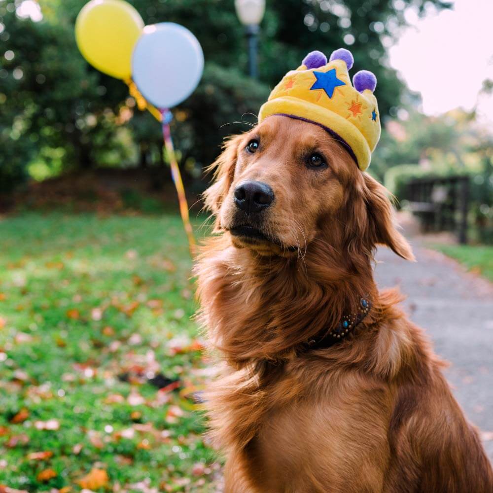 Canine Crown