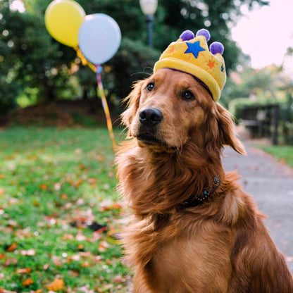 Canine Crown
