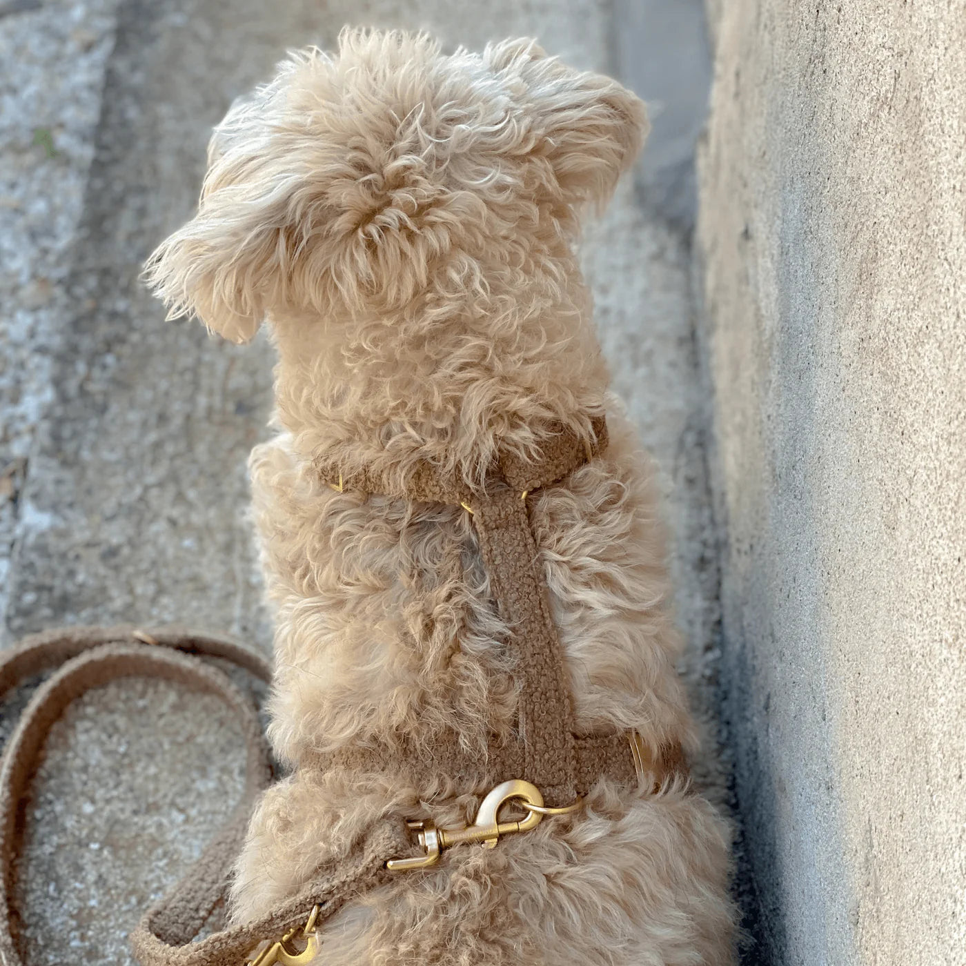 Harnas Teddy - Bruin